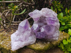 Natural Jacaranda Amethyst Quartz Crystals x 2 From Mumbwa, Zambia - Toprock Gemstones and Minerals 