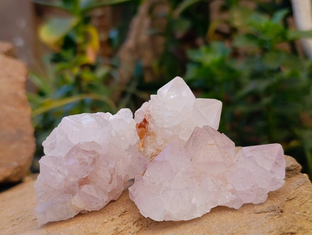 Natural White cactus Flower Spirit Quartz Crystals x 12 From Boekenhouthoek, South Africa - Toprock Gemstones and Minerals 