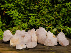 Natural White cactus Flower Spirit Quartz Crystals x 12 From Boekenhouthoek, South Africa - Toprock Gemstones and Minerals 