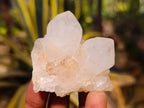Natural White cactus Flower Spirit Quartz Crystals x 12 From Boekenhouthoek, South Africa - Toprock Gemstones and Minerals 