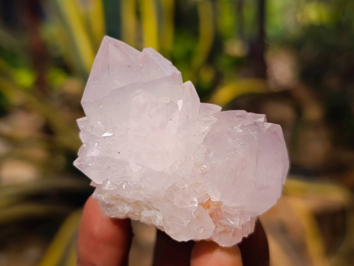 Natural White cactus Flower Spirit Quartz Crystals x 12 From Boekenhouthoek, South Africa - Toprock Gemstones and Minerals 