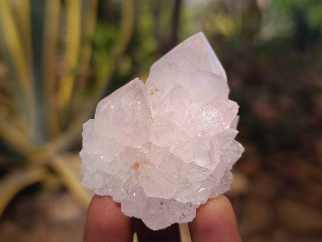 Natural White cactus Flower Spirit Quartz Crystals x 12 From Boekenhouthoek, South Africa - Toprock Gemstones and Minerals 