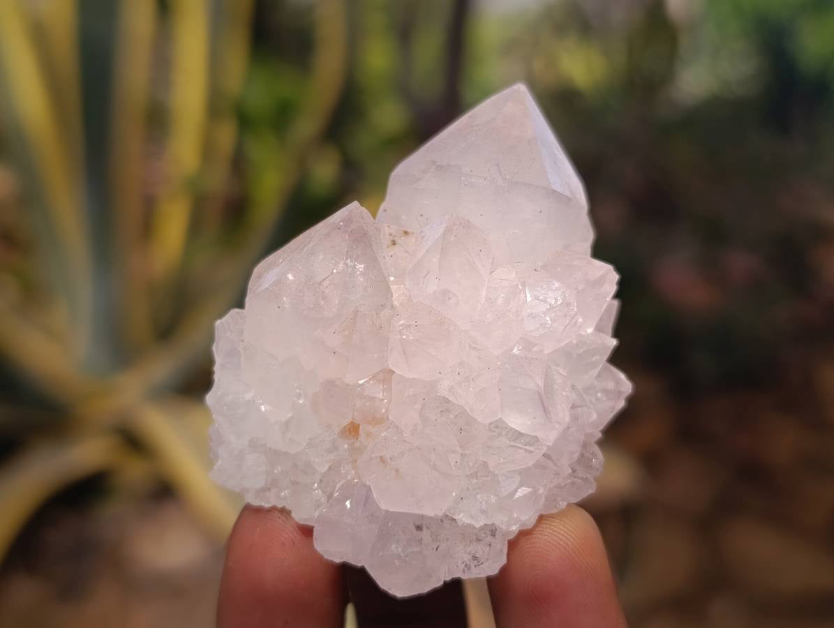 Natural White cactus Flower Spirit Quartz Crystals x 12 From Boekenhouthoek, South Africa - Toprock Gemstones and Minerals 