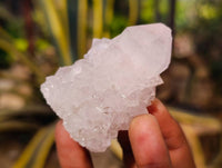 Natural White cactus Flower Spirit Quartz Crystals x 12 From Boekenhouthoek, South Africa - Toprock Gemstones and Minerals 