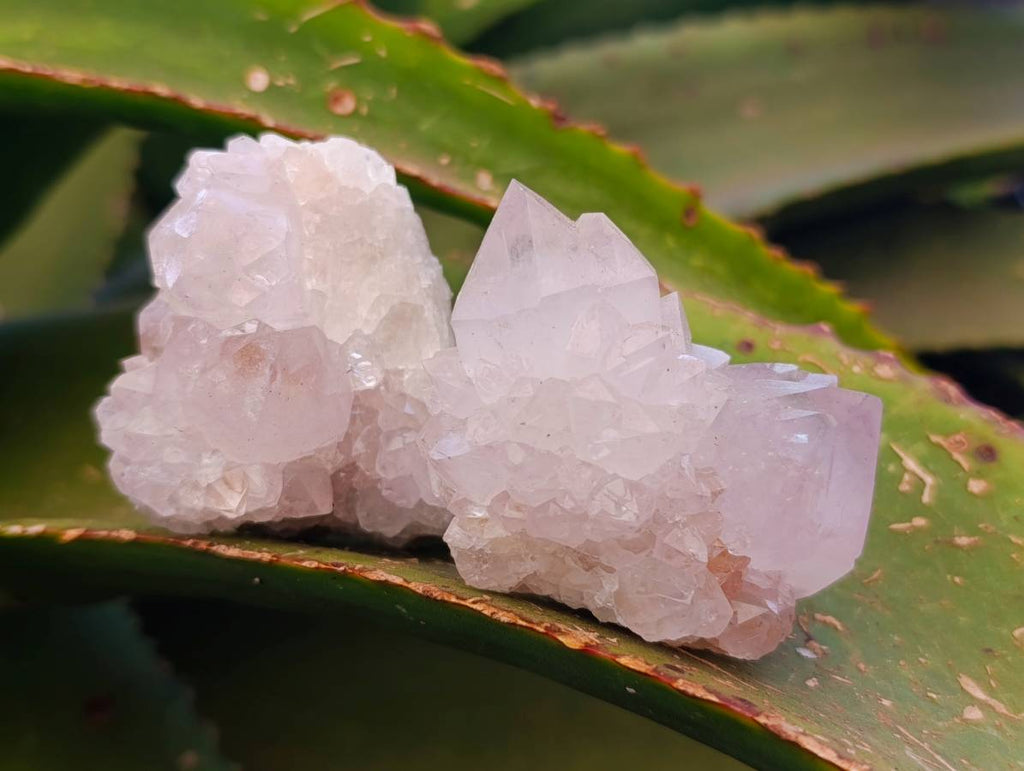 Natural White cactus Flower Spirit Quartz Crystals x 12 From Boekenhouthoek, South Africa - Toprock Gemstones and Minerals 