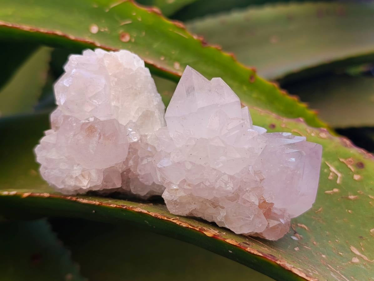 Natural White cactus Flower Spirit Quartz Crystals x 12 From Boekenhouthoek, South Africa - Toprock Gemstones and Minerals 