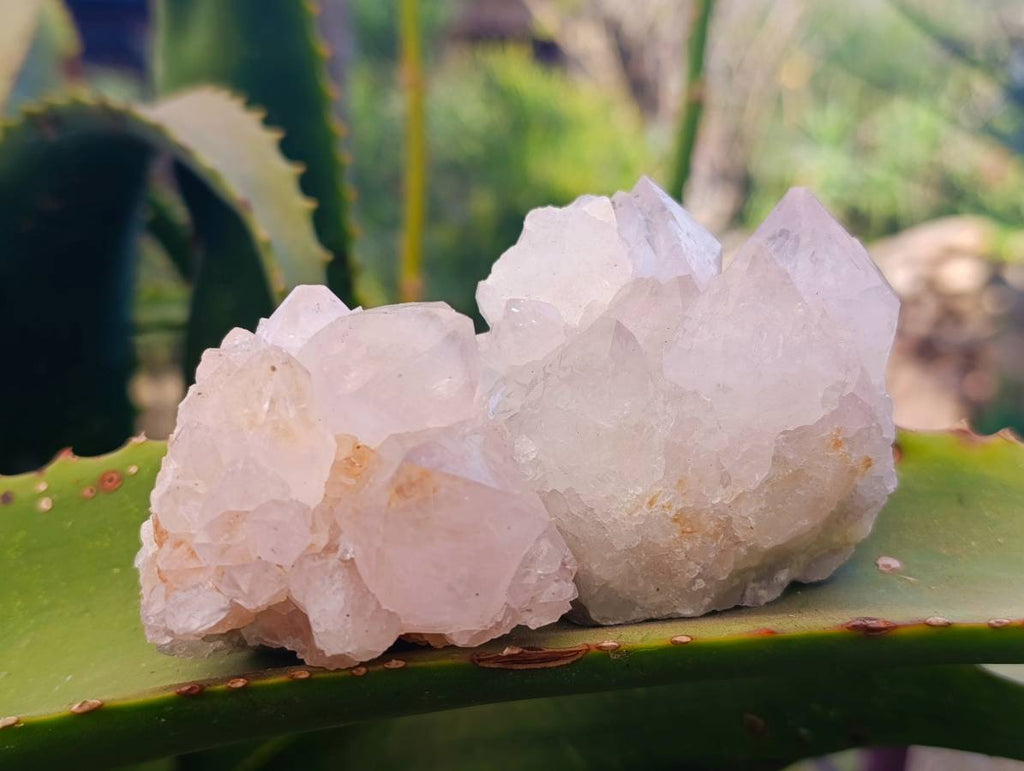 Natural White cactus Flower Spirit Quartz Crystals x 12 From Boekenhouthoek, South Africa - Toprock Gemstones and Minerals 