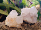 Natural White cactus Flower Spirit Quartz Crystals x 12 From Boekenhouthoek, South Africa - Toprock Gemstones and Minerals 