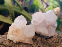 Natural White cactus Flower Spirit Quartz Crystals x 12 From Boekenhouthoek, South Africa - Toprock Gemstones and Minerals 