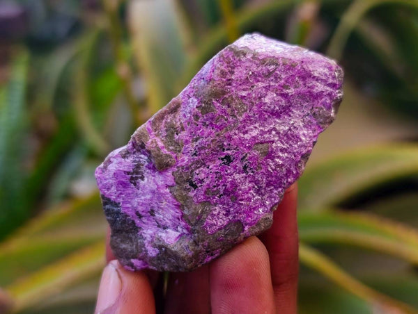 Natural Stichtite Cobbed Specimens x 1.98kg Lot  From Barberton, South Africa - Toprock Gemstones and Minerals 