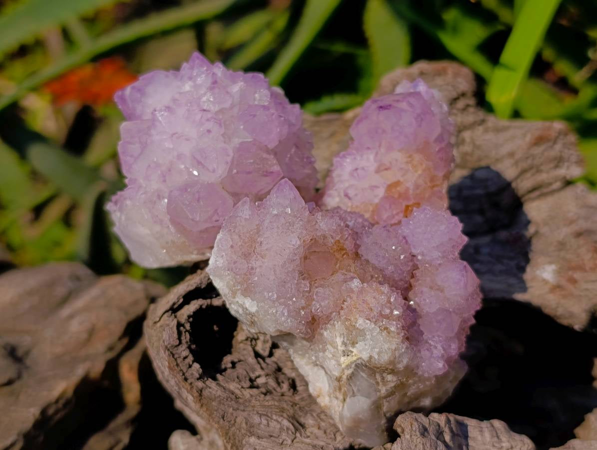Natural Sunburst Amethyst Spirit Quartz Clusters x 12 From Boekenhouthoek, South Africa - Toprock Gemstones and Minerals 