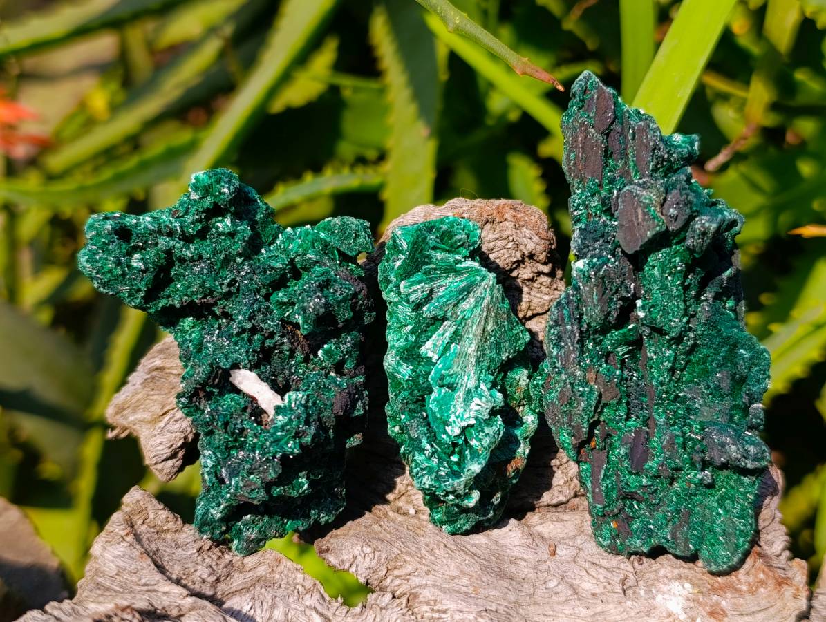 Natural Silky Malachite Specimens x 12 From Kasompe, Congo - Toprock Gemstones and Minerals 