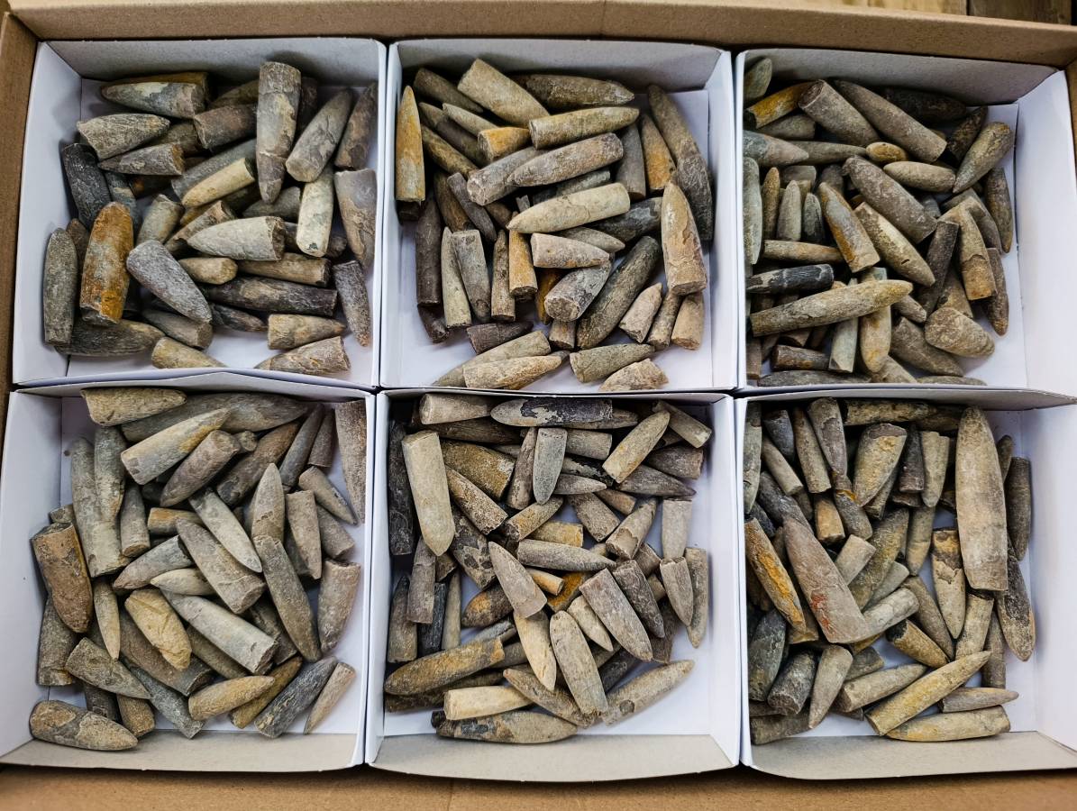 Natural Belemnite Fossil Specimens x 2.09 Lot From Mahanjanga, Madagascar - Toprock Gemstones and Minerals 