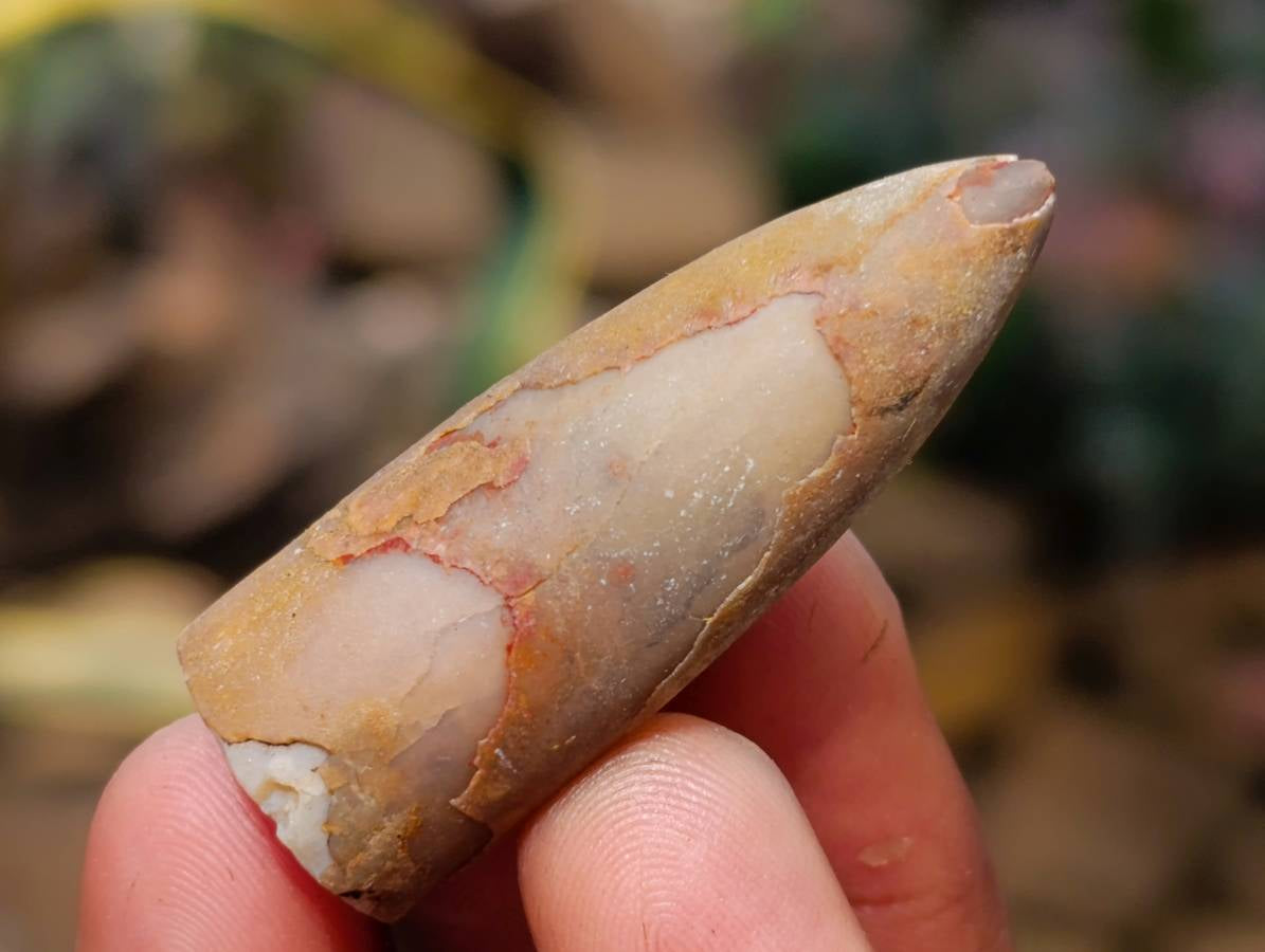 Natural Belemnite Fossil Specimens x 2.09 Lot From Mahanjanga, Madagascar - Toprock Gemstones and Minerals 