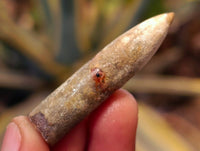 Natural Belemnite Fossil Specimens x 2.09 Lot From Mahanjanga, Madagascar - Toprock Gemstones and Minerals 