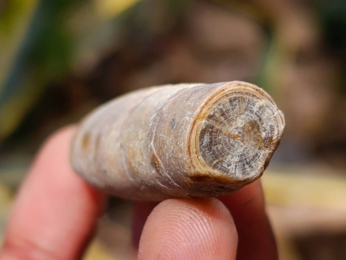 Natural Belemnite Fossil Specimens x 2.09 Lot From Mahanjanga, Madagascar - Toprock Gemstones and Minerals 