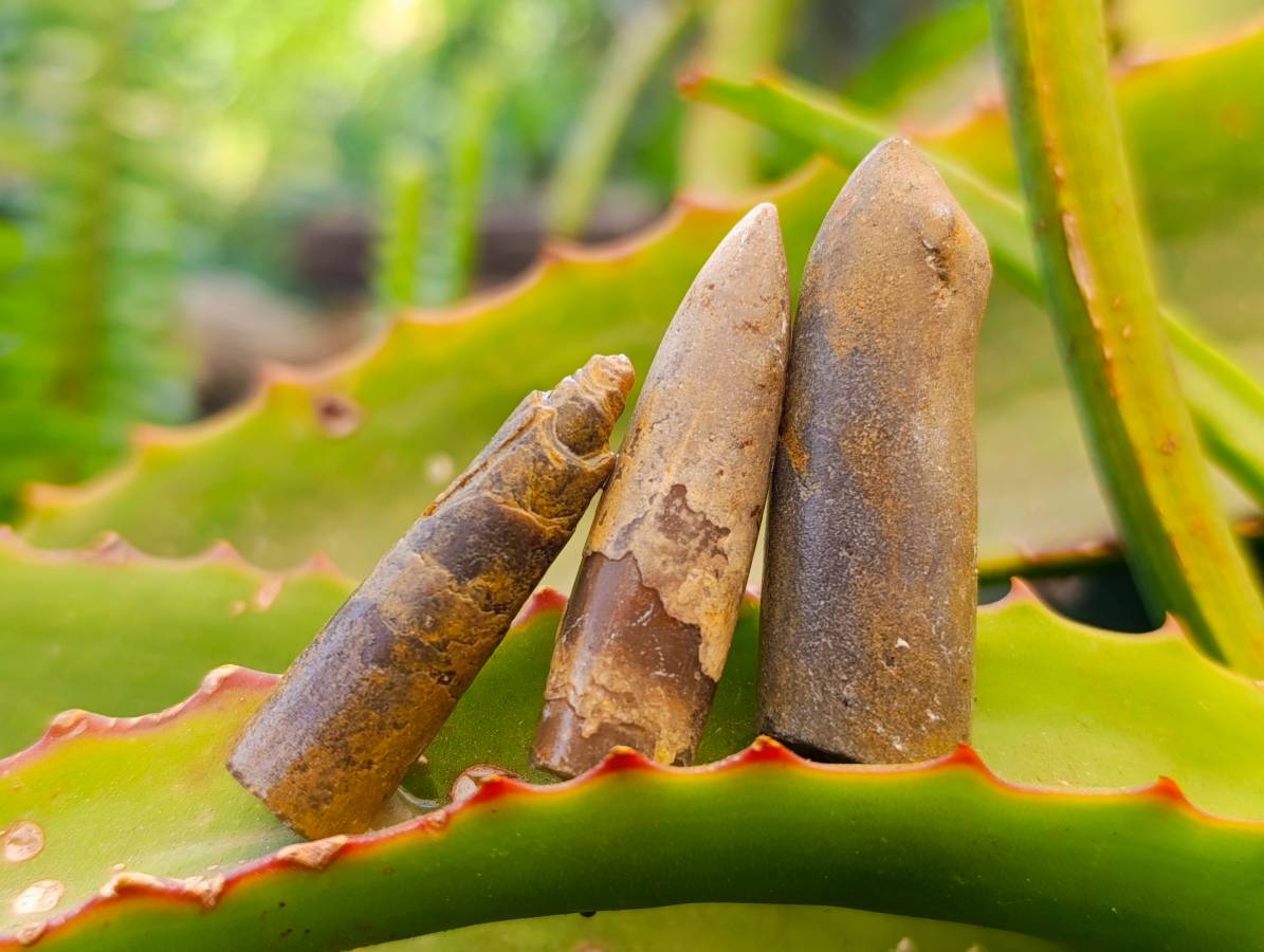 Natural Belemnite Fossil Specimens x 2.09 Lot From Mahanjanga, Madagascar - Toprock Gemstones and Minerals 