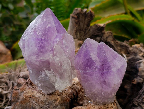 Natural Jacaranda Amethyst Quartz Crystals x 6 From Mumbwa, Zambia - Toprock Gemstones and Minerals 