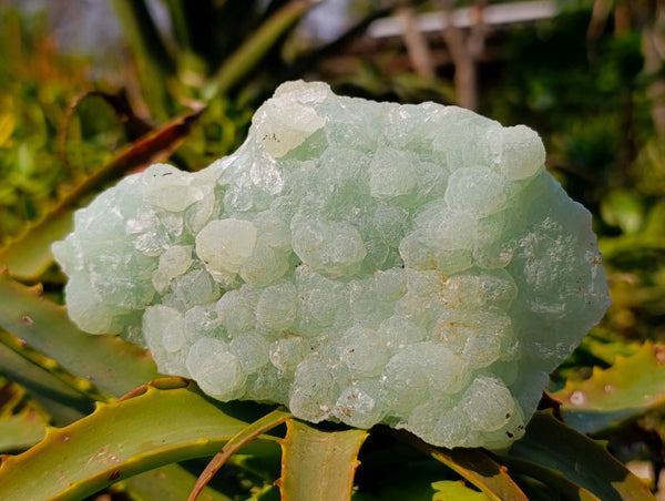 Natural Botryoidal Prehnite Specimens x 2 From Beaufort West, South Africa - Toprock Gemstones and Minerals 