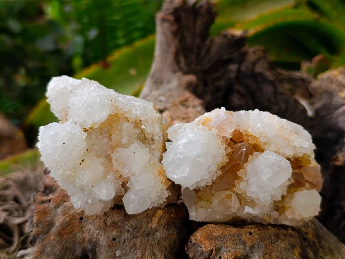 Natural White Spirit Quartz Clusters x 6 From Boekenhouthoek, South Africa - Toprock Gemstones and Minerals 