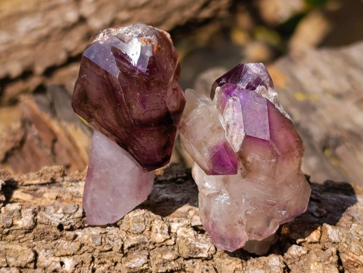 Natural Window Amethyst Crystals x 12 From Chiredzi, Zimbabwe - Toprock Gemstones and Minerals 