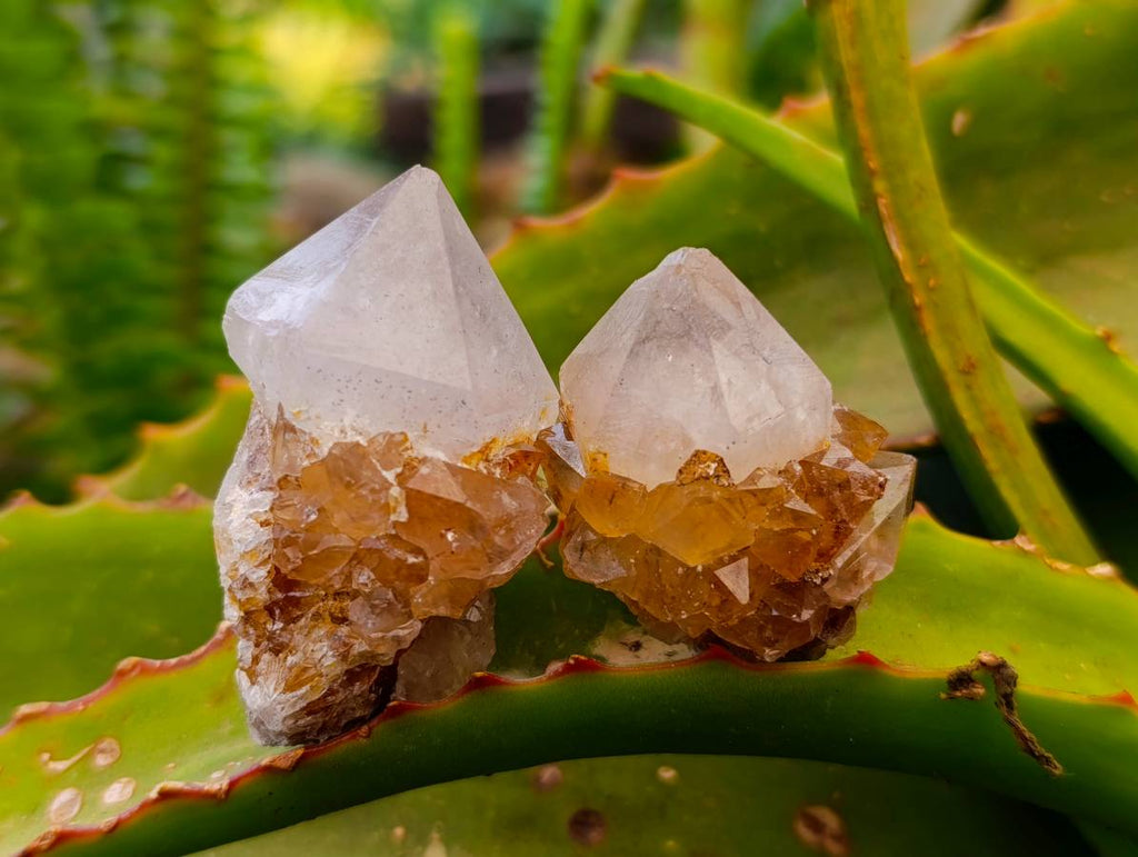 Natural Amethyst and Spirit Quartz Crystals x 20 From Boekenhouthoek, South Africa - Toprock Gemstones and Minerals 