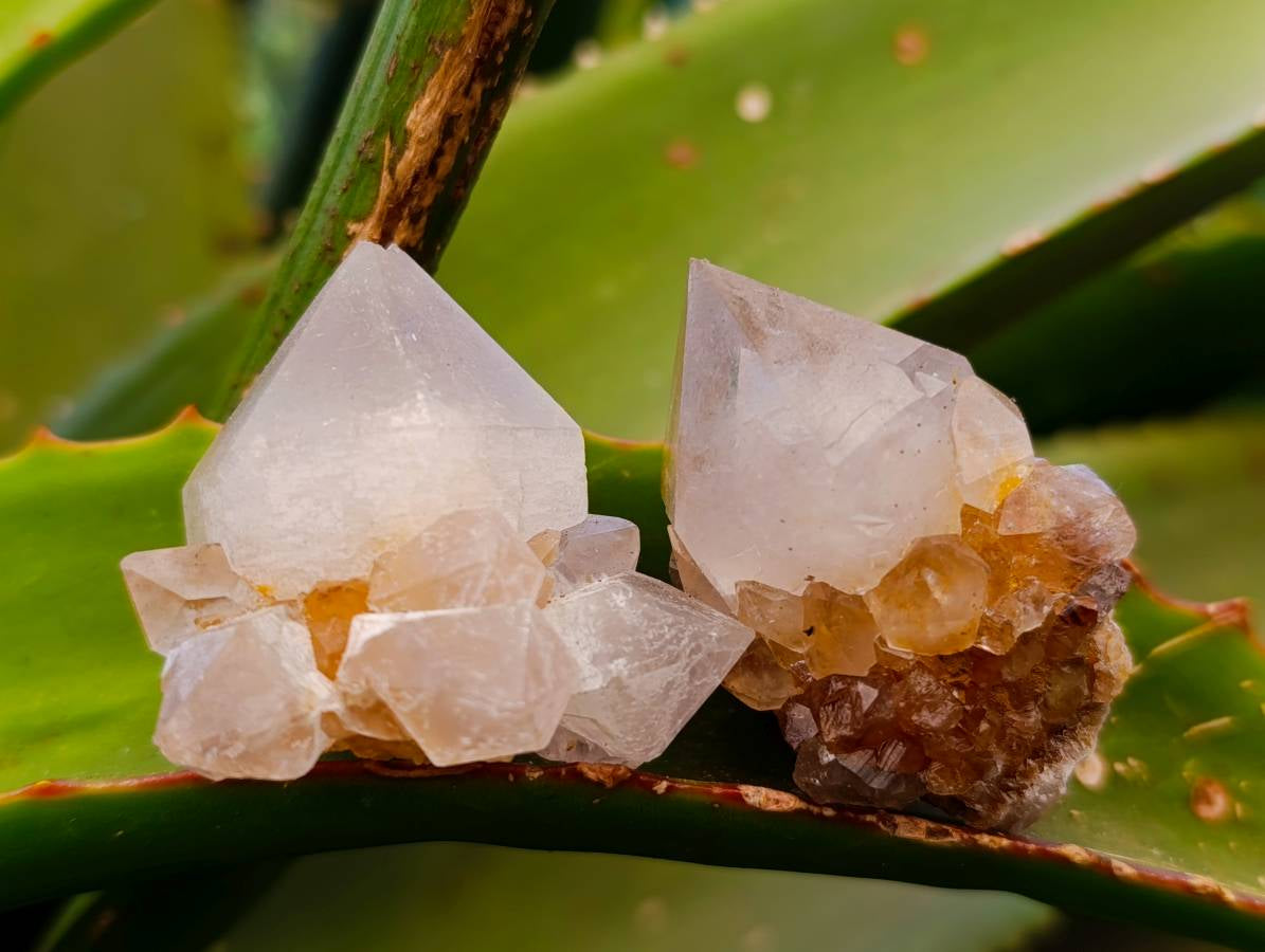 Natural Amethyst and Spirit Quartz Crystals x 20 From Boekenhouthoek, South Africa - Toprock Gemstones and Minerals 