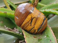 Polished Golden Tiger's Eye Free Forms x 6 From Prieska, South Africa - Toprock Gemstones and Minerals 