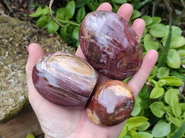 Polished Podocarpus Petrified Wood Standing Free Forms + 1 Gallet x 12 From Mahajanga, Madagascar - Toprock Gemstones and Minerals 