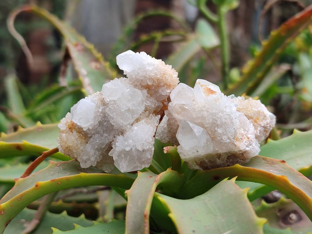 Natural White Spirit Quartz Clusters x 35 From Boekenhouthoek, South Africa - Toprock Gemstones and Minerals 