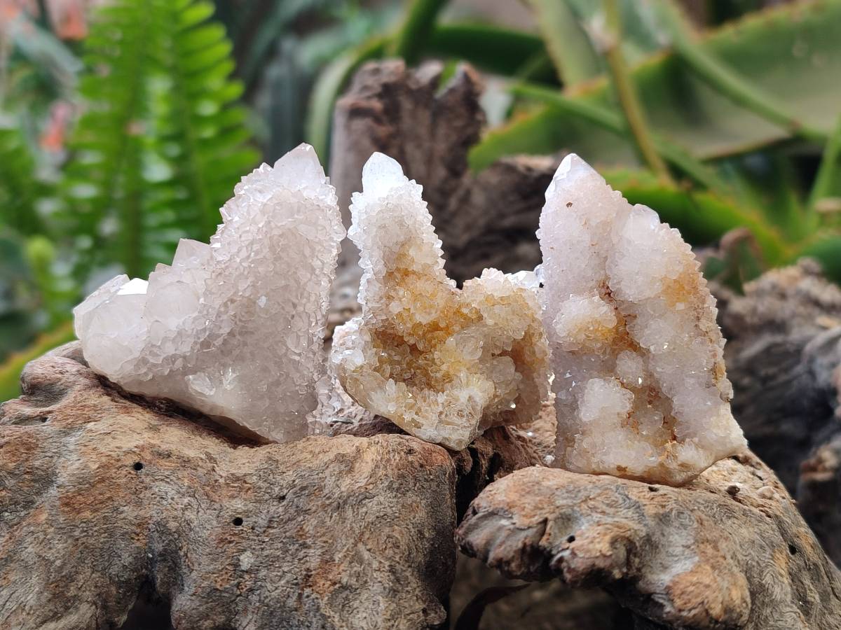 Natural White Spirit Quartz Clusters x 35 From Boekenhouthoek, South Africa - Toprock Gemstones and Minerals 