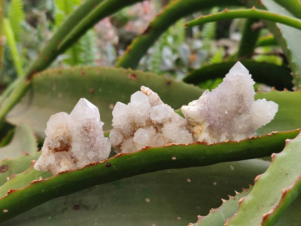 Natural White Spirit Quartz Clusters x 35 From Boekenhouthoek, South Africa - Toprock Gemstones and Minerals 