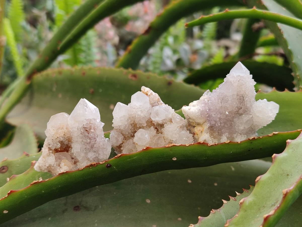 Natural White Spirit Quartz Clusters x 35 From Boekenhouthoek, South Africa - Toprock Gemstones and Minerals 