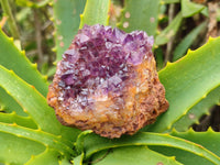 Natural Amethystos Amethyst Clusters x 12 From Kwaggafontein, South Africa - Toprock Gemstones and Minerals 