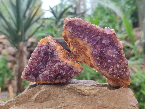Natural Amethystos Amethyst Clusters x 12 From Kwaggafontein, South Africa - Toprock Gemstones and Minerals 