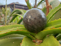 Polished Pharaoh Stone Spheres x 2 Zimbabwe - Toprock Gemstones and Minerals 