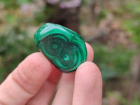 Polished Flower Banded Malachite Free Forms x 35 From Congo - Toprock Gemstones and Minerals 