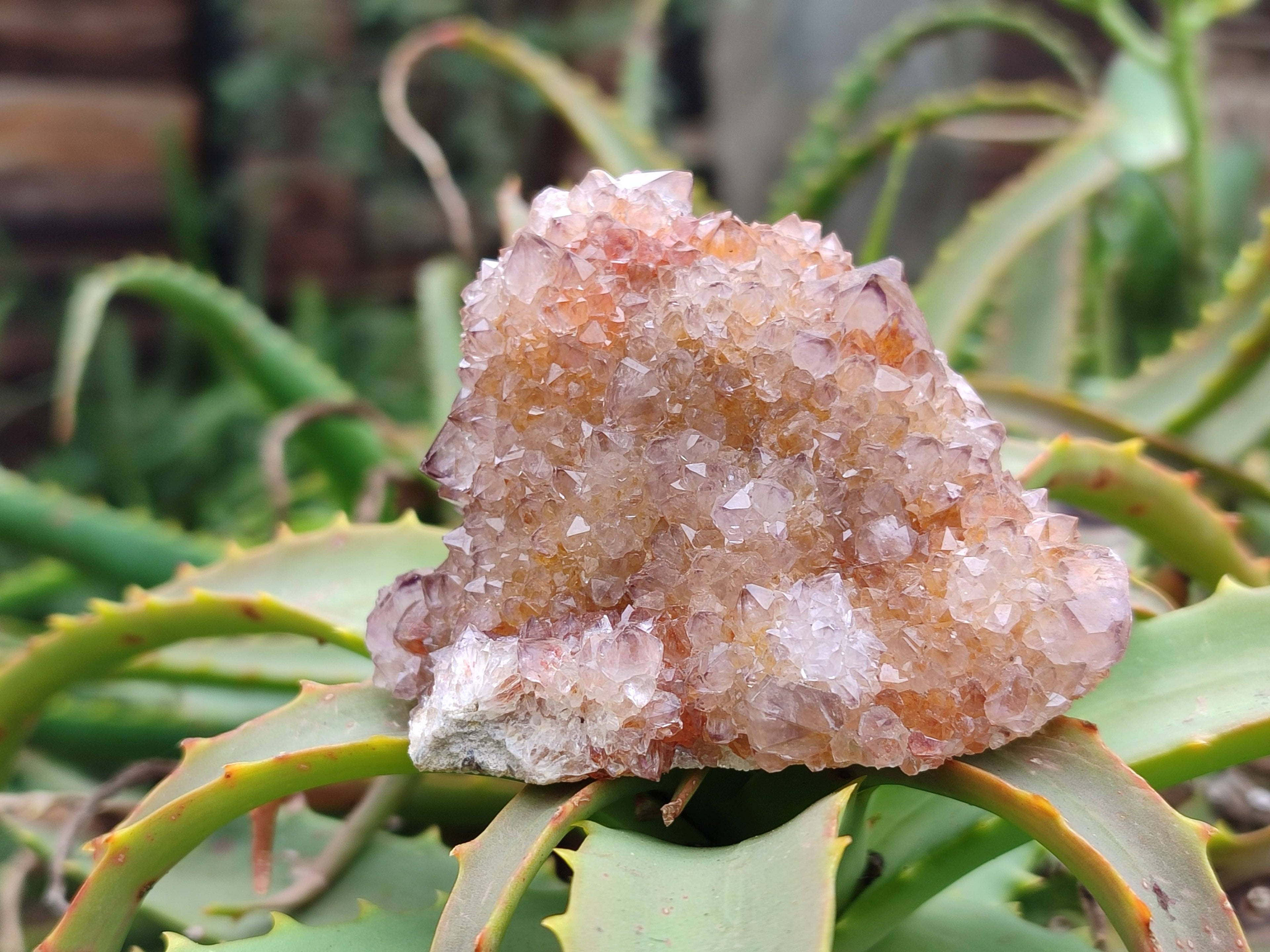 Natural Amethyst Spirit Quartz Clusters x 6 From Boekenhouthoek, South Africa - Toprock Gemstones and Minerals 