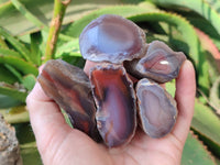 Polished On One Side , Sashe River Agate Nodules x 24 From Zimbabwe - Toprock Gemstones and Minerals 