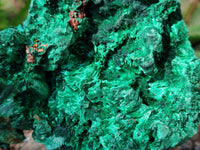 Natural Silky Malachite Specimens x 2 From Kasompe, Congo