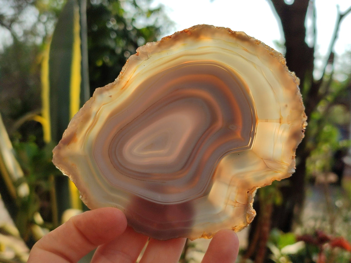 Polished Banded Agate Slices x 5 From Madagascar - Toprock Gemstones and Minerals 