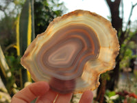 Polished Banded Agate Slices x 5 From Madagascar