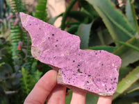 Natural Salrose Cobaltion Dolomite Specimens x 12 From Kakanda, Congo