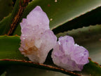 Natural Sunburst Amethyst Spirit Quartz Clusters x 20 From Boekenhouthoek, South Africa - Toprock Gemstones and Minerals 