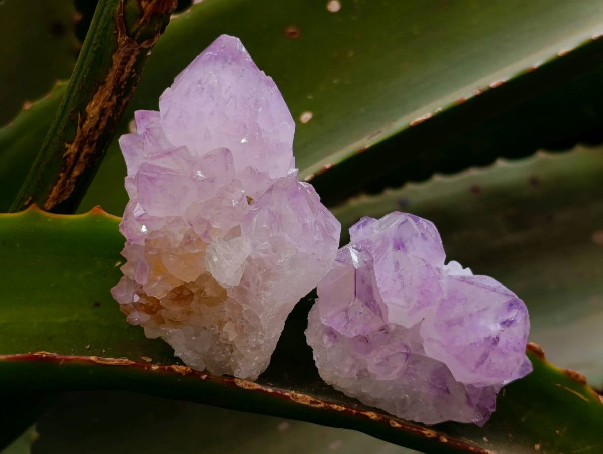 Natural Sunburst Amethyst Spirit Quartz Clusters x 20 From Boekenhouthoek, South Africa - Toprock Gemstones and Minerals 