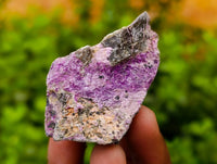 Natural Stichtite Specimens x 1 Lot From Barberton, South Africa