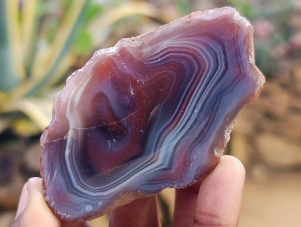 Polished On One Side, Sashe River Agate Nodules x 28 From Zimbabwe - Toprock Gemstones and Minerals 