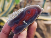 Polished On One Side, Sashe River Agate Nodules x 28 From Zimbabwe