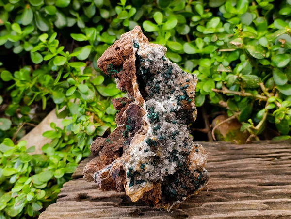 Natural Ball Malachite On Dolomite Matrix Specimens x 1 From Kambove, Congo