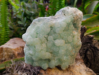 Natural Botryoidal Prehnite Specimens x 1 From Beaufort West, South Africa - Toprock Gemstones and Minerals 